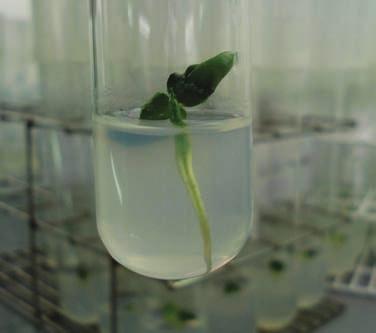 B - Plântula de oliveira in vitro originada da germinação e do desenvolvimento de embrião isolado.