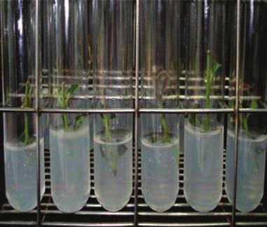 Cultivo in vitro da oliveira e suas aplicações 299 A B C Figura 5 - Estabelecimento in vitro de genótipos de oliveira NOTA: A - Segmentos nodais