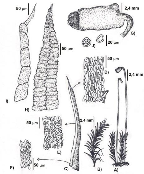 Figura 4. Prancha de Campylopus savannarum. A e B. Hábito do Gametó to; C. Forma do Filídio; D. Células do ápice do lídio; E. Células da margem do lídio; F. Células da base do lídio; G. Cápsula; H.