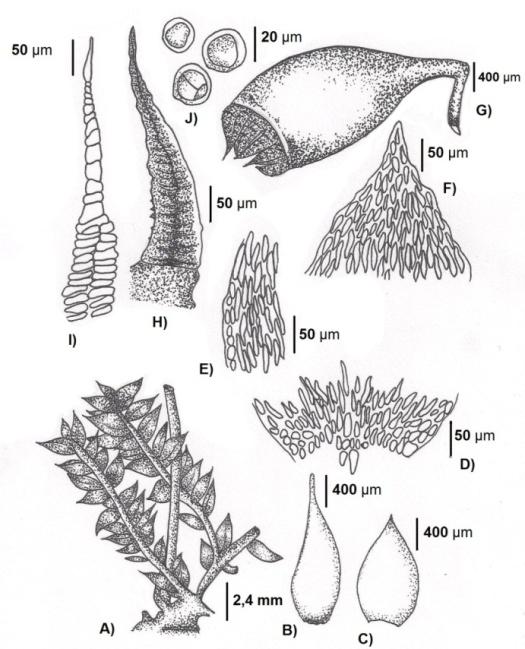 com muitos cloroplastos; costa não vista; ápice acuminado ou agudo, levemente curvado; margem lisa.