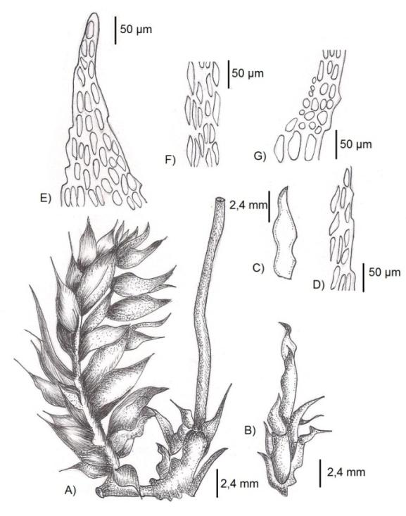 Hábitat: Material coletado sobre rochas, em solo arenoso. 19/IV/1995, Moura 9381, 9395, 9397 (UFMT). R. tomentosum (Hedw.) Brid., foi citada para AL, BA, CE, DF, GO, PA, RS, RJ, SC e SP (Yano, 2010).