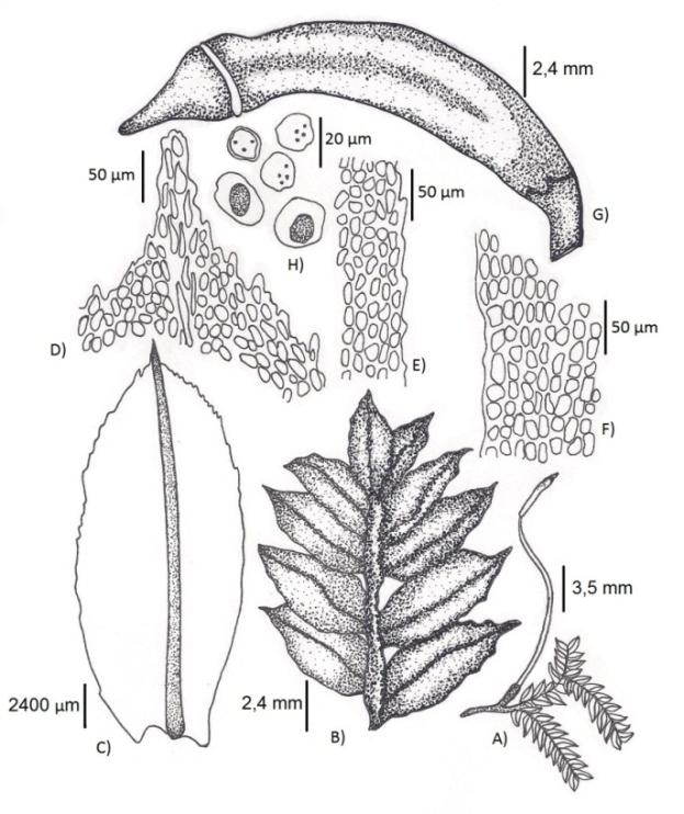 Células do ápice do lídio; F. Células da porção mediana do lídio; G. Células da base do lídio. / Figure 10. Plank of Sematophyllum adnatum. A. Habit Gametophyte; B. Gametophyte in an increase; C.