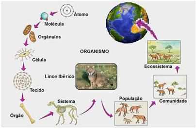 estruturas complexas ordenadas e diferenciadas às expensas da energia livre do seu ambiente, ao qual retornam a energia