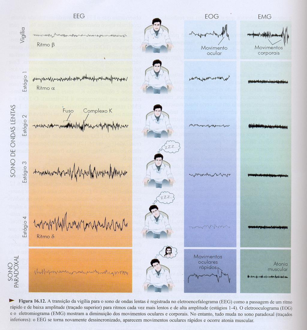 Dessincronizado (ritmo β) baixa voltagem e alta freqüência Sono sincronizado (ritmo α) maior voltg e menor freqüência (ritmo teta) (ritmo δ/delta, profundo) alta
