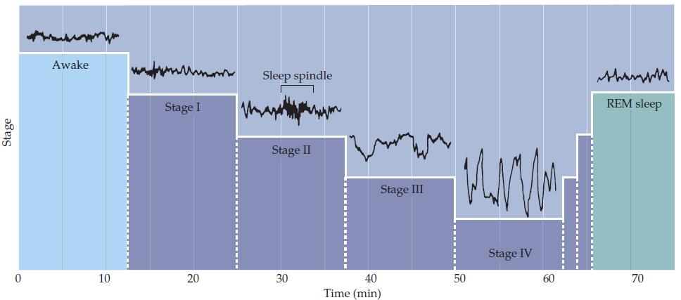 O ciclo do Sono Registros de EEG na primeira hora do