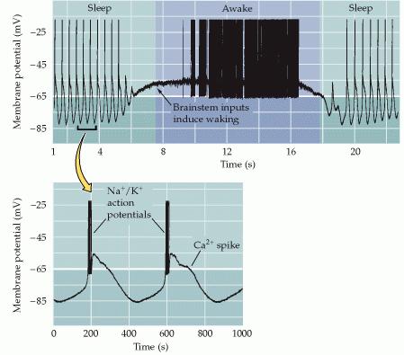 fase oscilatória fase tonicamente ativa Registro de células talâmicas: Canais iônicos dependentes de voltagem permitem geração de padrão de descarga rítmicas altamente sustentáveis na ausência de