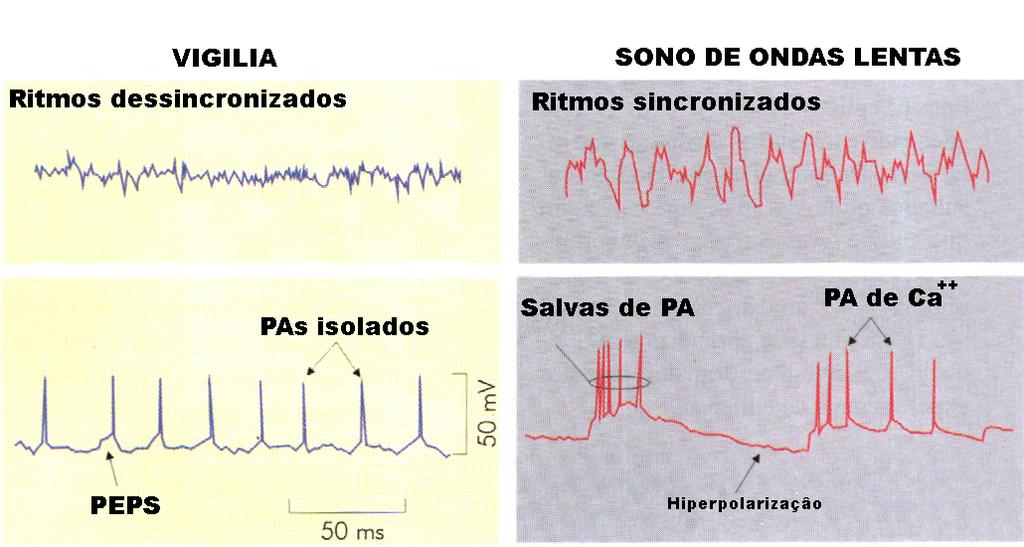 Córtex Os neurônios corticais passam a exibir ritmos sincronizadas.