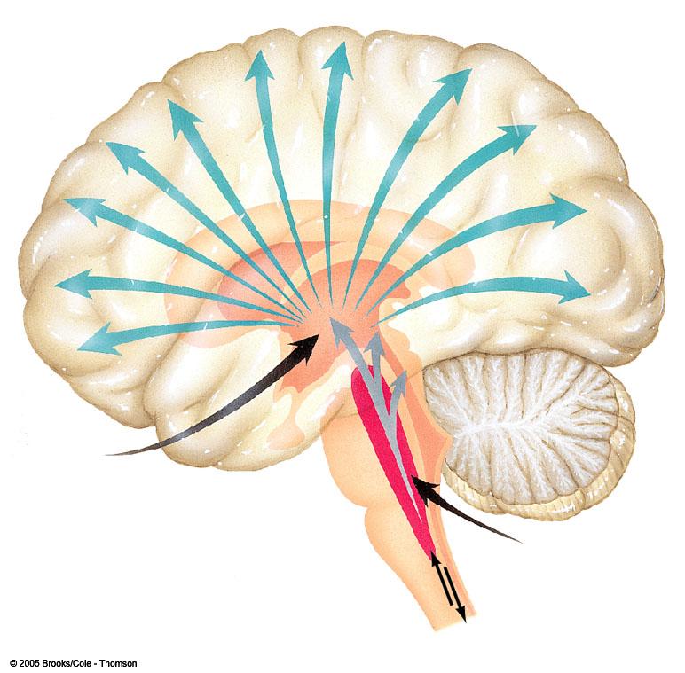 Sistema Ativador Reticular Ascendente - SARA Impulsos visuais Cerebelo FORMAÇÃO