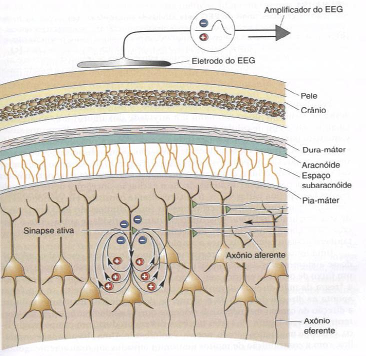 Registro eletroencefálico O EEG mede a diferença de correntes que fluem durante a Neurociências-Desvendando o sistema nervoso, M.F. Bear, B.W. Connors & M.A.