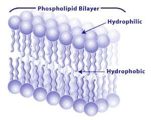 Biomoléculas insolúveis em água; Quarto principal grupo de biomoléculas; Grande