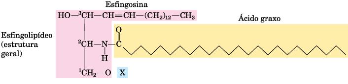 Esfingolipídeos Componentes importantes de membranas celulares *Derivados de um aminoálcool (esfingosina) de cadeia longa C 18 ou