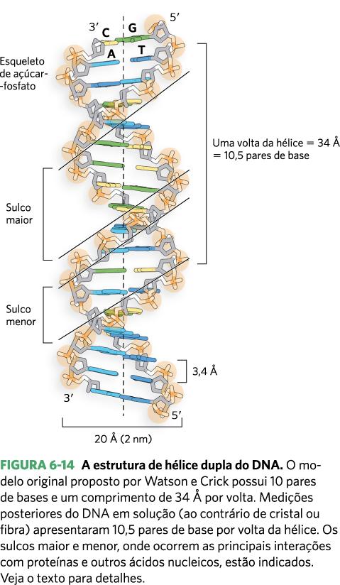 A estrutura B-DNA- distâncias e tamanho!
