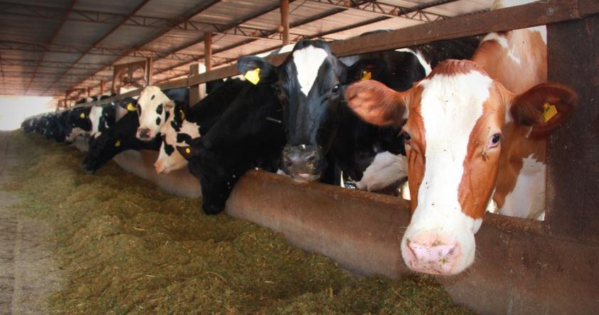 dos silos, afirma o produtor. Segundo ele, os investimentos não podem parar, pois a atividade leiteira é muito dinâmica.