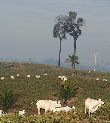 Agronegócio e Economia A Pecuária no Brasil: Extensiva: Menor produtividade; Grandes Propriedades; Gado Solto; Alimentação por pastagens;