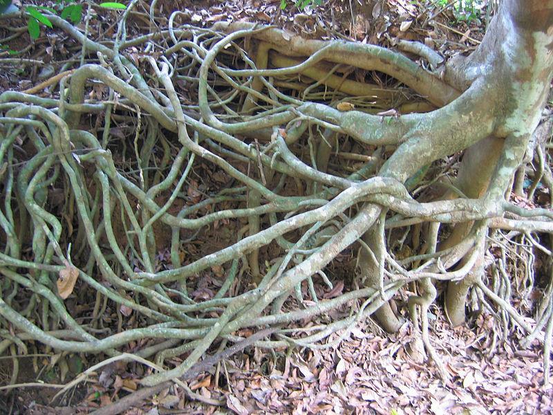 A relação entre os agentes erosivos e os tipos de A voçoroca pode ser prevenida com a plantação de árvores na beira dos buracos, para evitar que o fluxo da água leve consigo terra e sedimentos, que