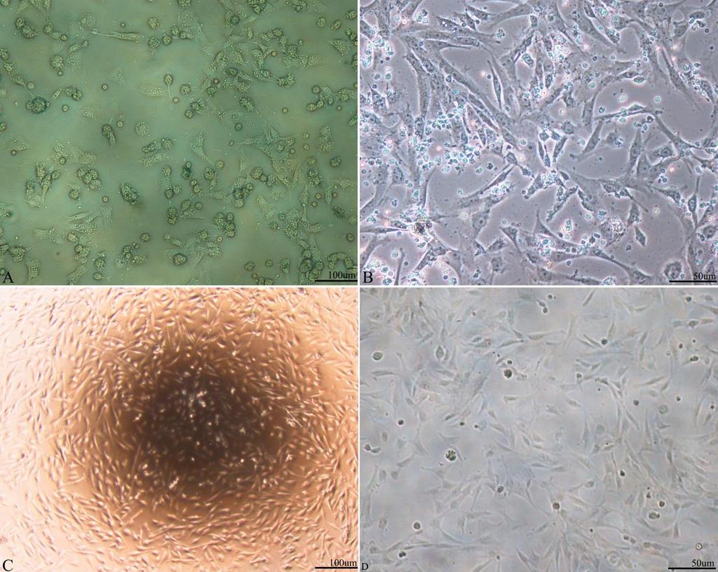 Figura - Fotomicrografia da morfologia das células mesenquimais indiferenciadas derivadas do âmnio de gato (A e B) e cão (C e D).