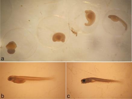 88 Figura 24 - Estágios de desenvolvimento de ovos (a - Da esquerda para direita: Clivagem inicial, embrião inicial, cauda livre e embrião final) e larvas (b - larval vitelino; c - pré-flexão) de