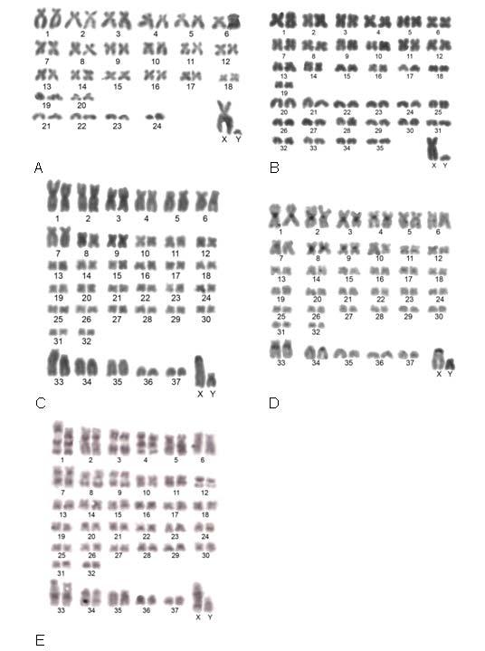 A B C D E Figura 2: Cariótipos de Phyllomys. A) Cariótipo A, 2n=50/NF=88.