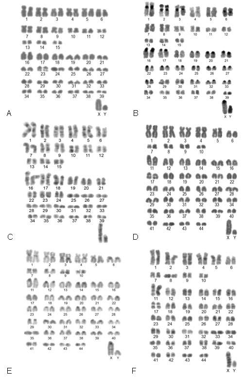 A B C D E F Figura 3: Cariótipos de Phyllomys.