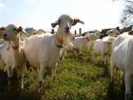 Dentre os produtos lácteos industrializados, os mais frequentes são: - Leite de cabra integral pasteurizado e, ou congelado; Leite de cabra em pó; Leite de cabra esterilizado; Leite de cabra UHT
