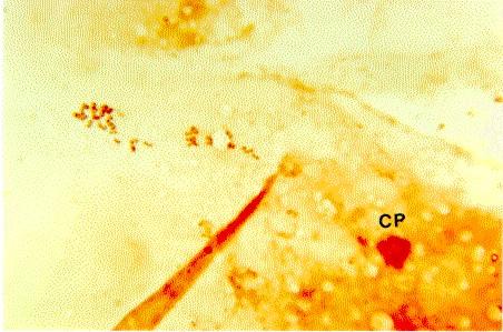FIG. 1. Configuração cromossômica em metáfase IIde ovócito bovino, criopreservado com 1,2 propanediol, após 24 horas de maturação in vitro.