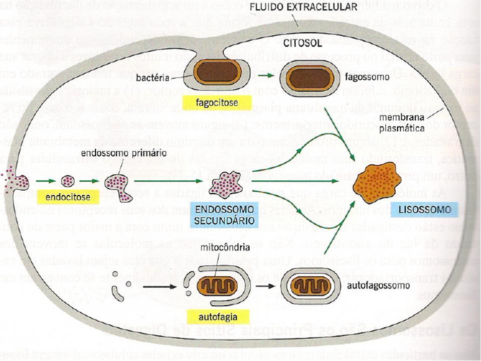 ENDOSSOMOS FLUIDO EXTRACELULAR CITOSOL Bactéria Fagossomo Fagocitose MEMBRANA PLASMÁTICA