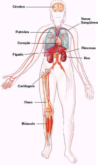 , 2002). Cérebro (Vescovi et al 2001). Córnea (Bednarz et al., 1998). Pele (Ghazizadeh e Taichman, 2001).