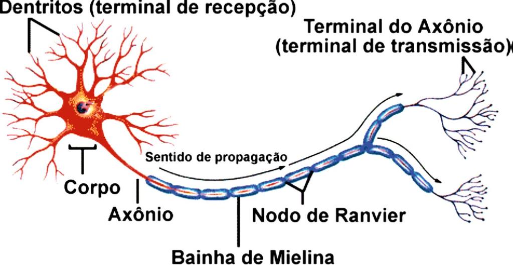 23 Os neurônios são divididos em três partes: o corpo celular, os dendritos e o axônio.