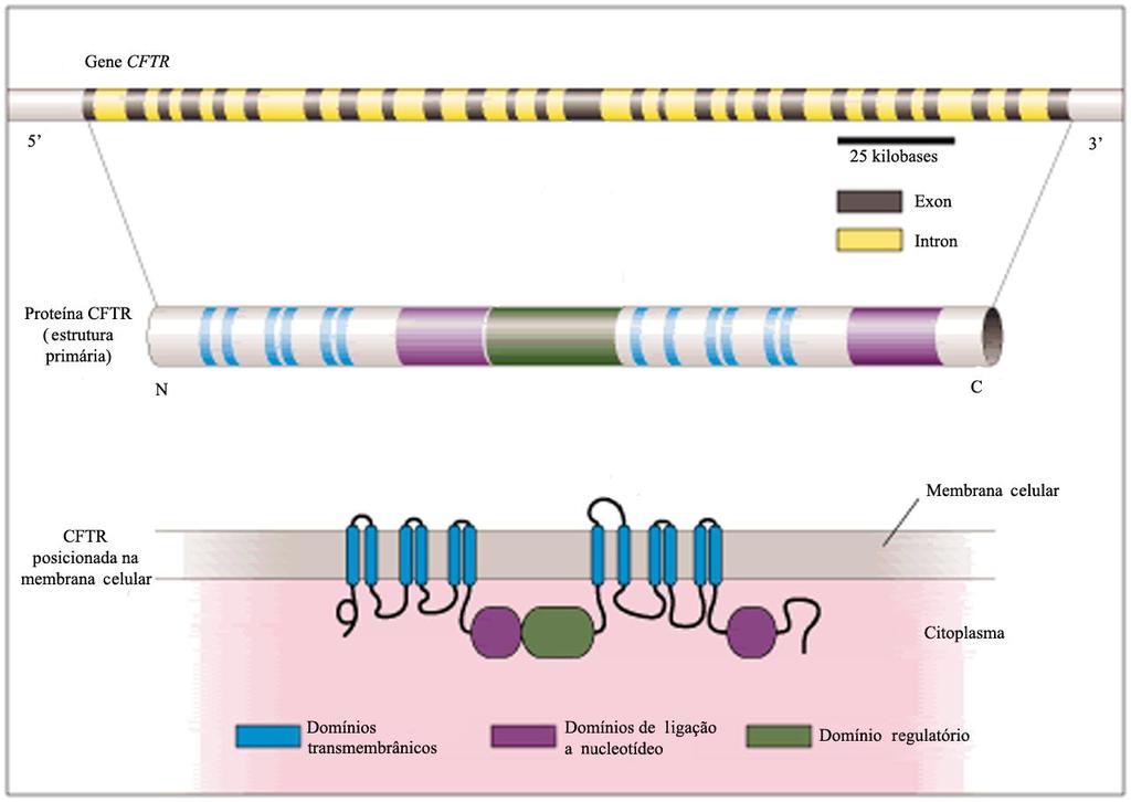 (A) (B) (C) Figura 1.1. O gene CFTR e a proteína CFTR. (A) Diagrama esquemático do gene CFTR, composto por 27 éxons.