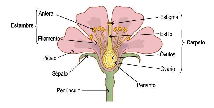 Estrutura