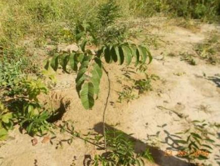 O objetivo deste projeto foi promover a recuperação hidroambiental na bacia do