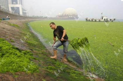 Características ocultas: Plantas alelopáticas produzem toxinas