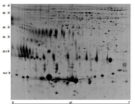 43 Figura 1B Figura 1. Mapa bidimensional das proteínas do plasma seminal de carneiros da raça Santa Inês adultos.