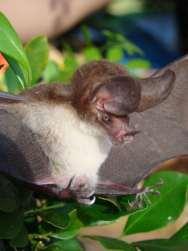 A fauna de morcegos do sudoeste da Amazônia brasileira e suas