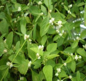 Família: Euphorbiaceae Período de floração segundo as literaturas: Dezembro a Abril; Março a Setembro; dependendo das chuvas locais pode florar o ano todo (SILVA, 2006).