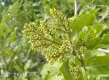 Período de floração observado na área: Fevereiro a Março Características gerais: Arbusto ou arvore de porte variável com ate 6m de altura, com folhas simples, com aroma que lembra o óleo de pinho.