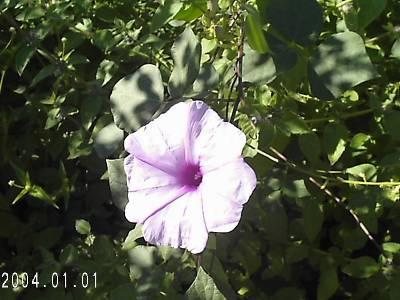 7 Características gerais: Herbácea perene, de ramos rasteiros, com raízes tuberosas. Folhas simples, em forma de coração com uma invaginarão no ápice, de 8-16cm de comprimento.