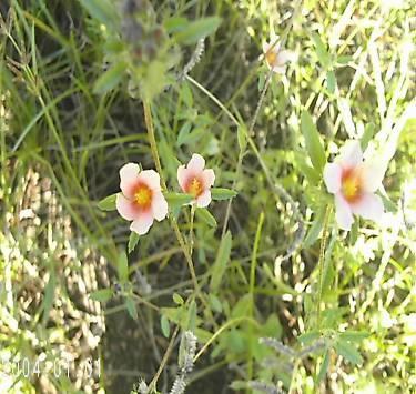 3 selecionar cultivares apropriadas à situação (NASCIMENTO et al., 2004). Nome comum: Malva branca, malva rosa Nome cientifico: Sida crodifolia (L.