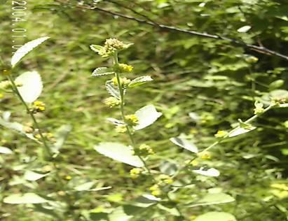 Período de floração observado na área: Fevereiro a Abril Características gerais: Planta herbácea ou subarbustiva, anual ou perene, ereta, fibrosa, pouca ramificada, de 30 a 80cm de altura, nativa do