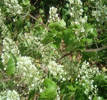 Flores amarelas, solitárias ou em pequenos grupos, axilares, que se abrem somente pela manhã. Multiplica-se apenas por sementes.