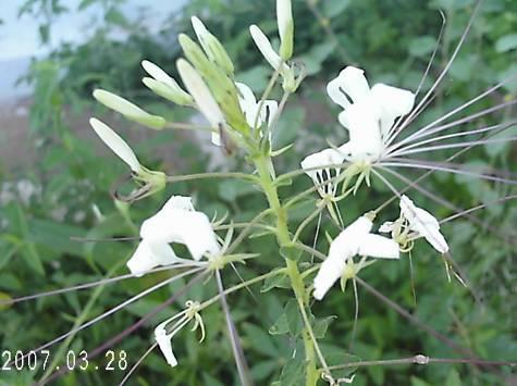 inicialmente na Amazônia..(LORENZI e MATOS 2002). FIGURA 8 Melão de São Caetano Nome comum: Mussambê Nome cientifico: Cleome spinosa Jacq.