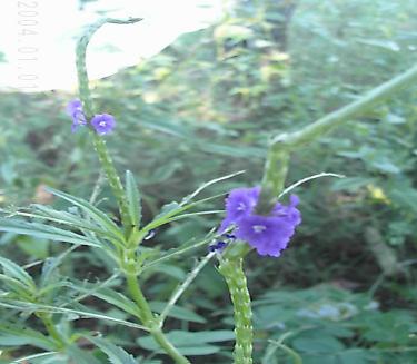 Período de floração observado na área: Novembro a Características gerais: FIGURA 9 - Mussambê Nome comum: Pega pinto Nome cientifico: Boerhaavia coccínea Mill.