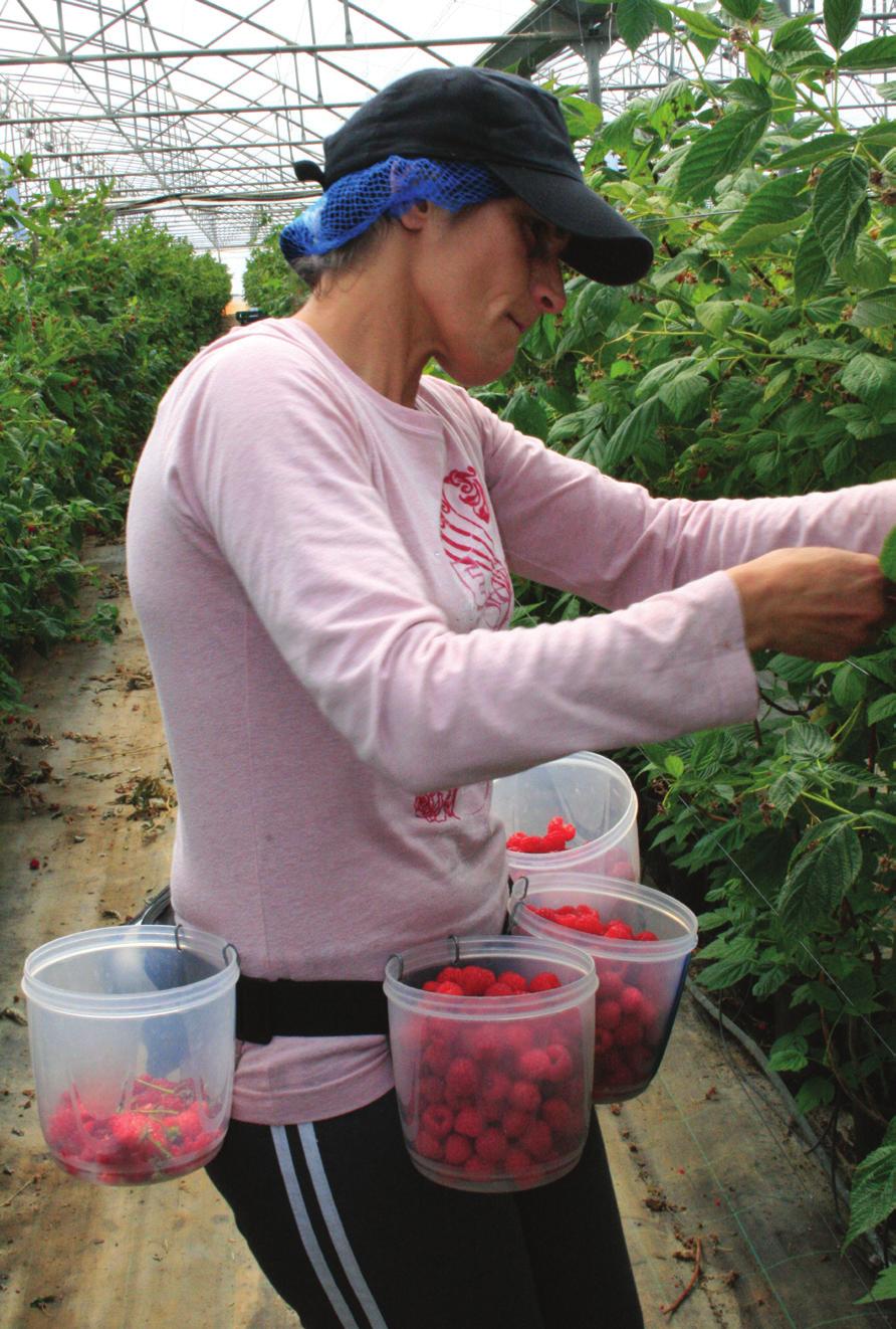 HORTOFRUTICULTURA & FLORICULTURA FRAMBOESA A produção de framboesa segue a mesma lógica da produção de morango, nomeadamente por ser realizada em sistema de semi-hidroponia em substrato.