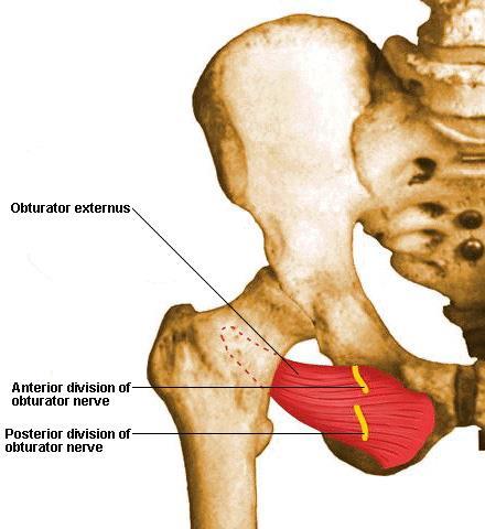 Obturador externo O Forame