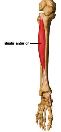 Tibial anterior O Lateral da tíbia