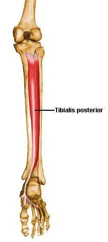 Tibial posterior O Tíbia e cabeça da fíbula I Namicular, base