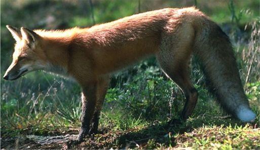 Alcedo athis -esta ave de aspecto exótico e muito tímida, embora difícil de se ver, é inconfundível.