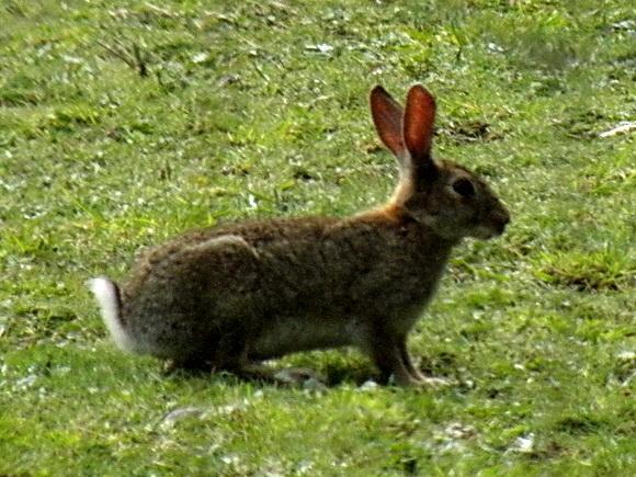 O coelho bravo gosta de viver em zonas de erva alta onde se pode proteger dos predadores naturais, e assim alimentar-se em relativa