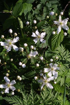 Rubus sp