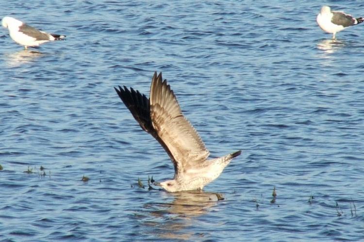 protecção e divisórias das salinas, limpeza de valas e esteiros